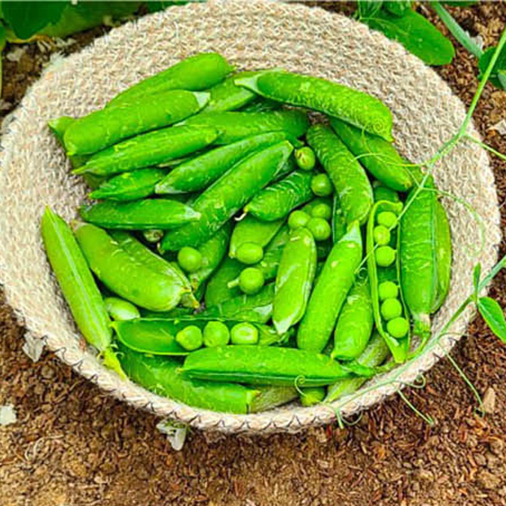 1741244458 thumbnail