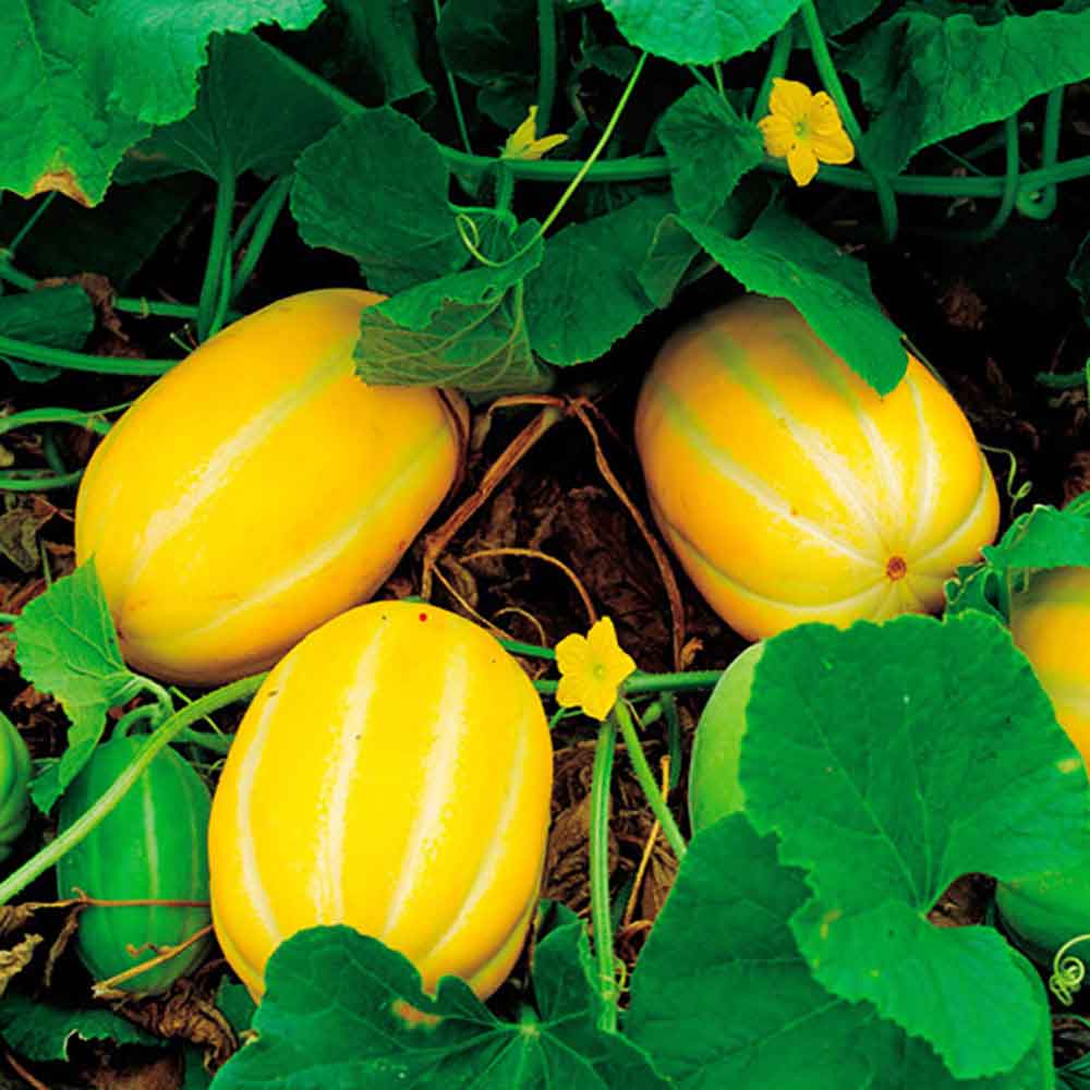 1747030640 thumbnail