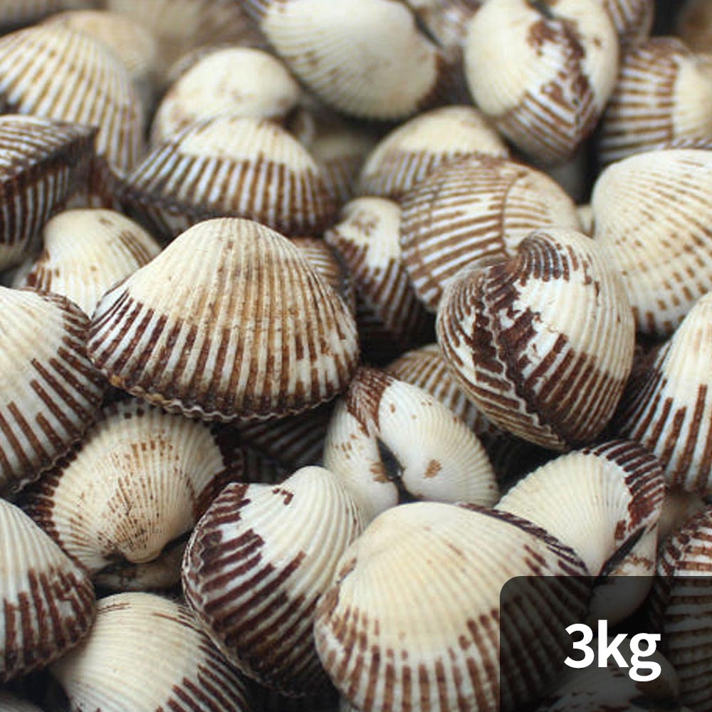 1764129942 thumbnail