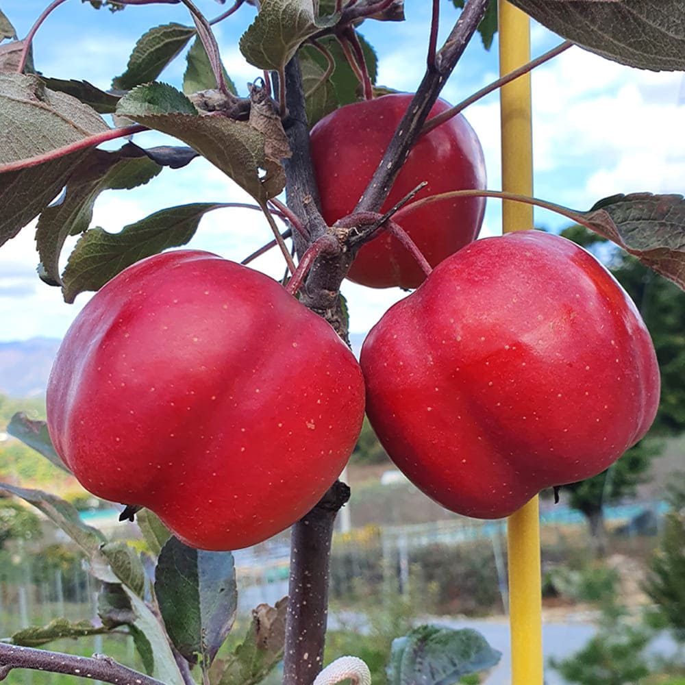 1765263058 thumbnail