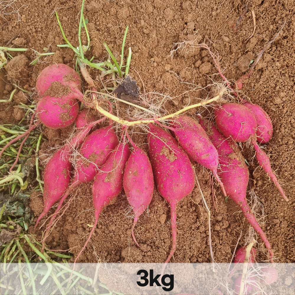 1765353551 thumbnail