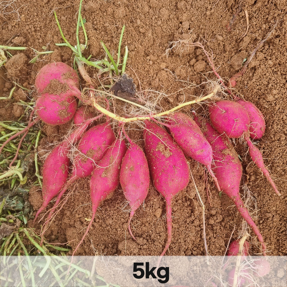 1765353552 thumbnail