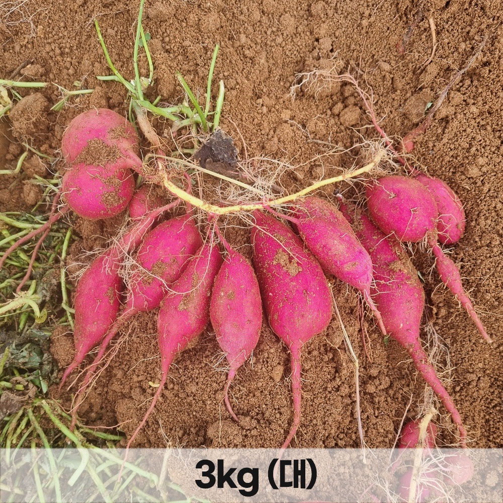 1765353556 thumbnail