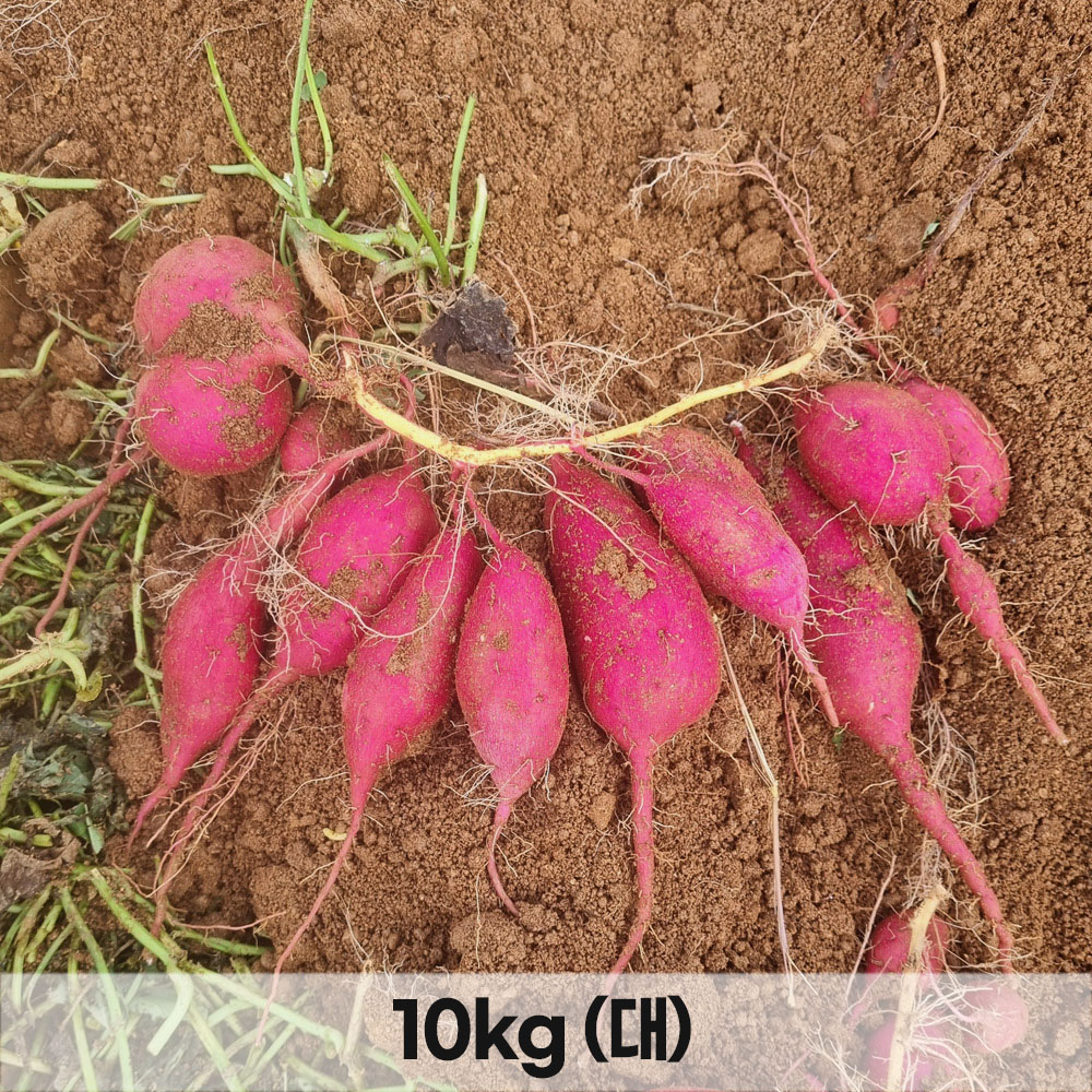 1765353558 thumbnail