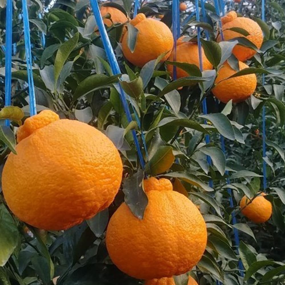 1768294112 thumbnail