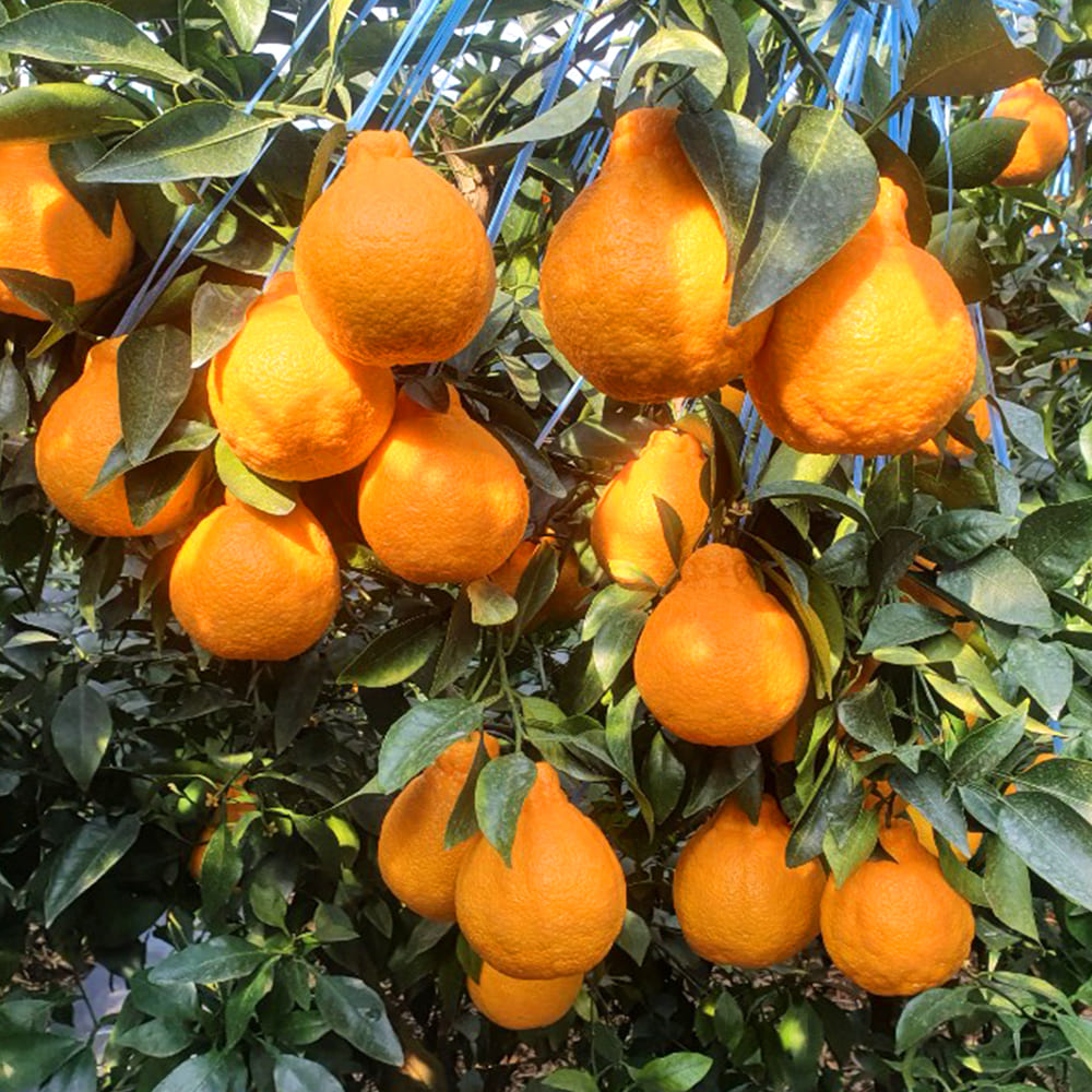 1768294115 thumbnail