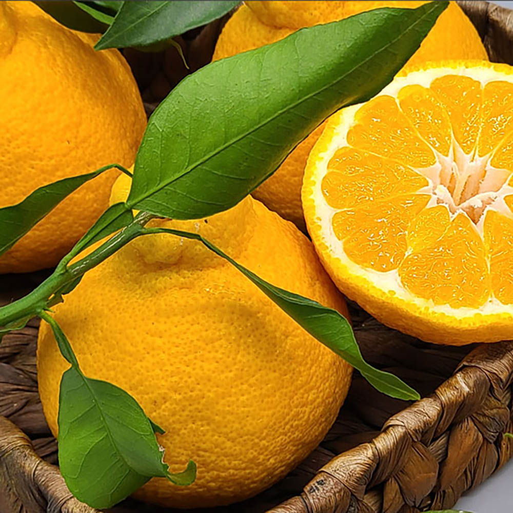 1769070303 thumbnail