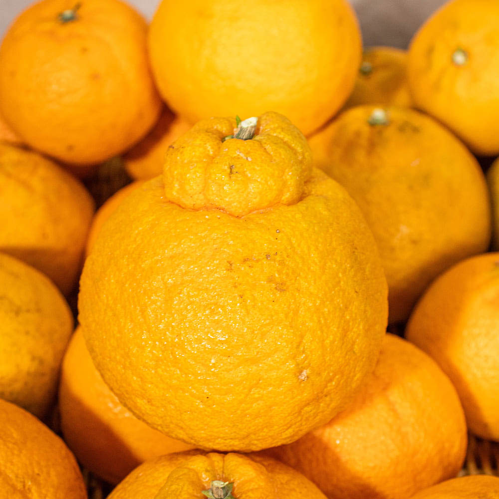 1769404204 thumbnail