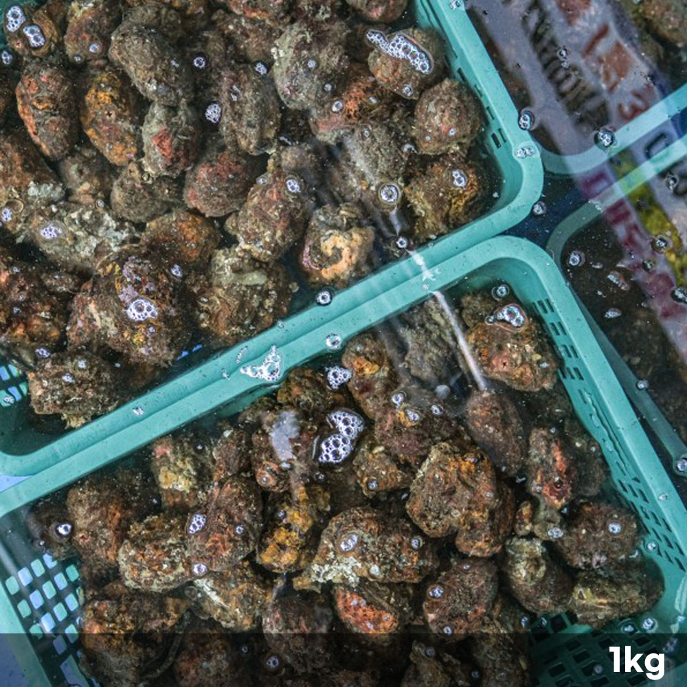 1770791838 thumbnail