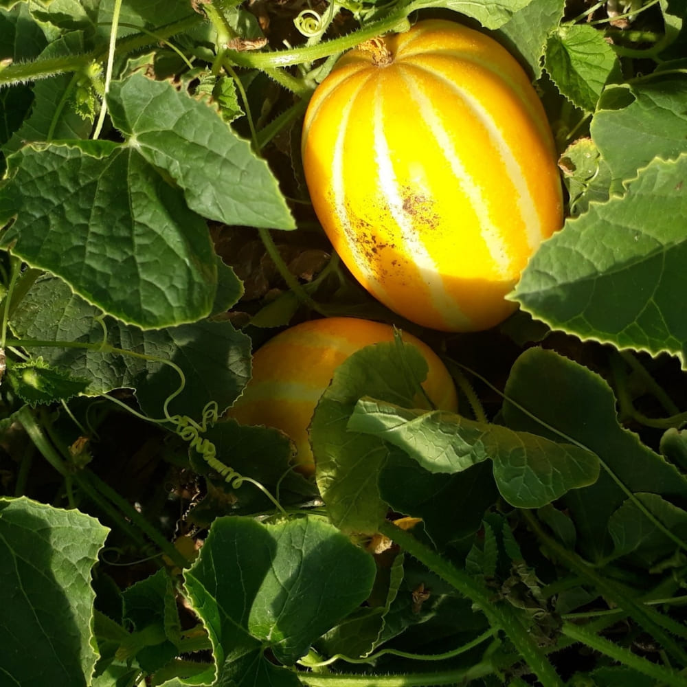 1772165274 thumbnail