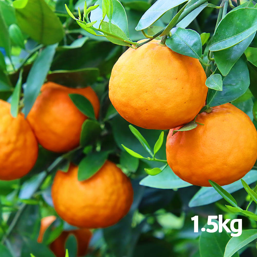 1774857032 thumbnail