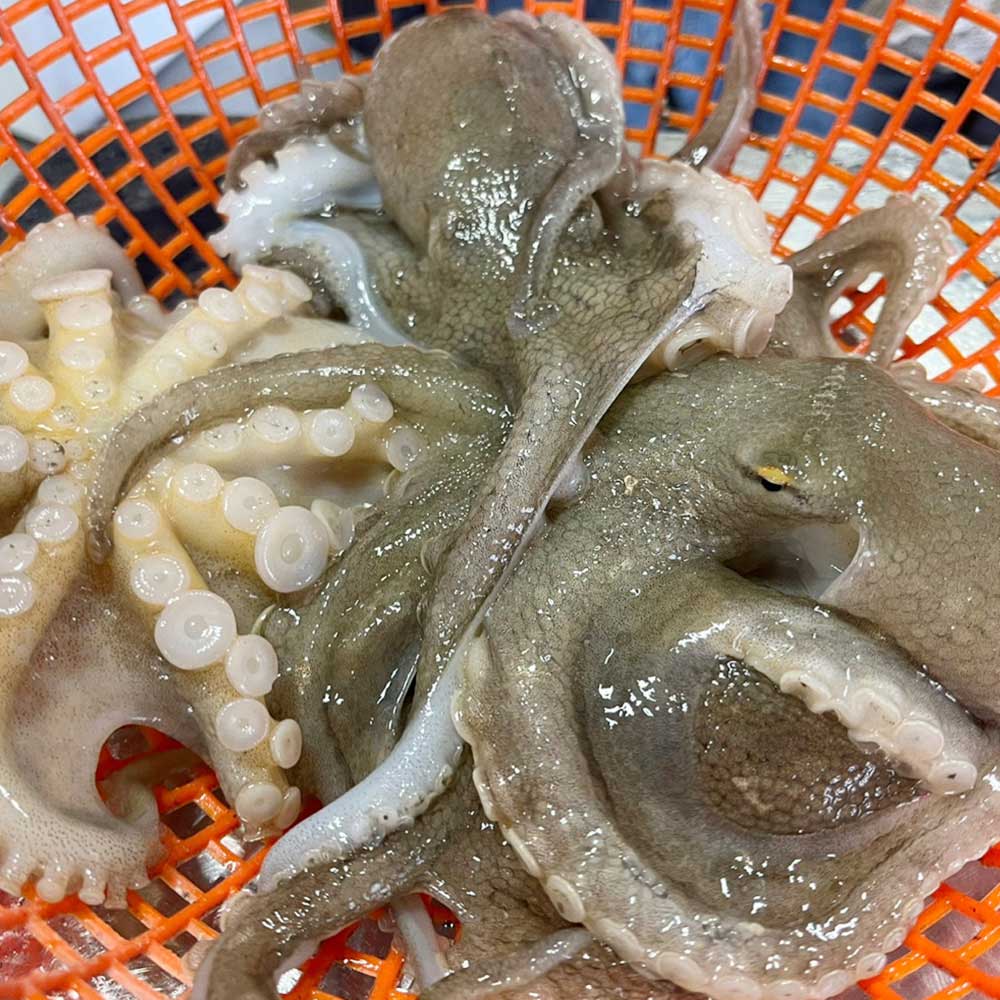 1775547601 thumbnail