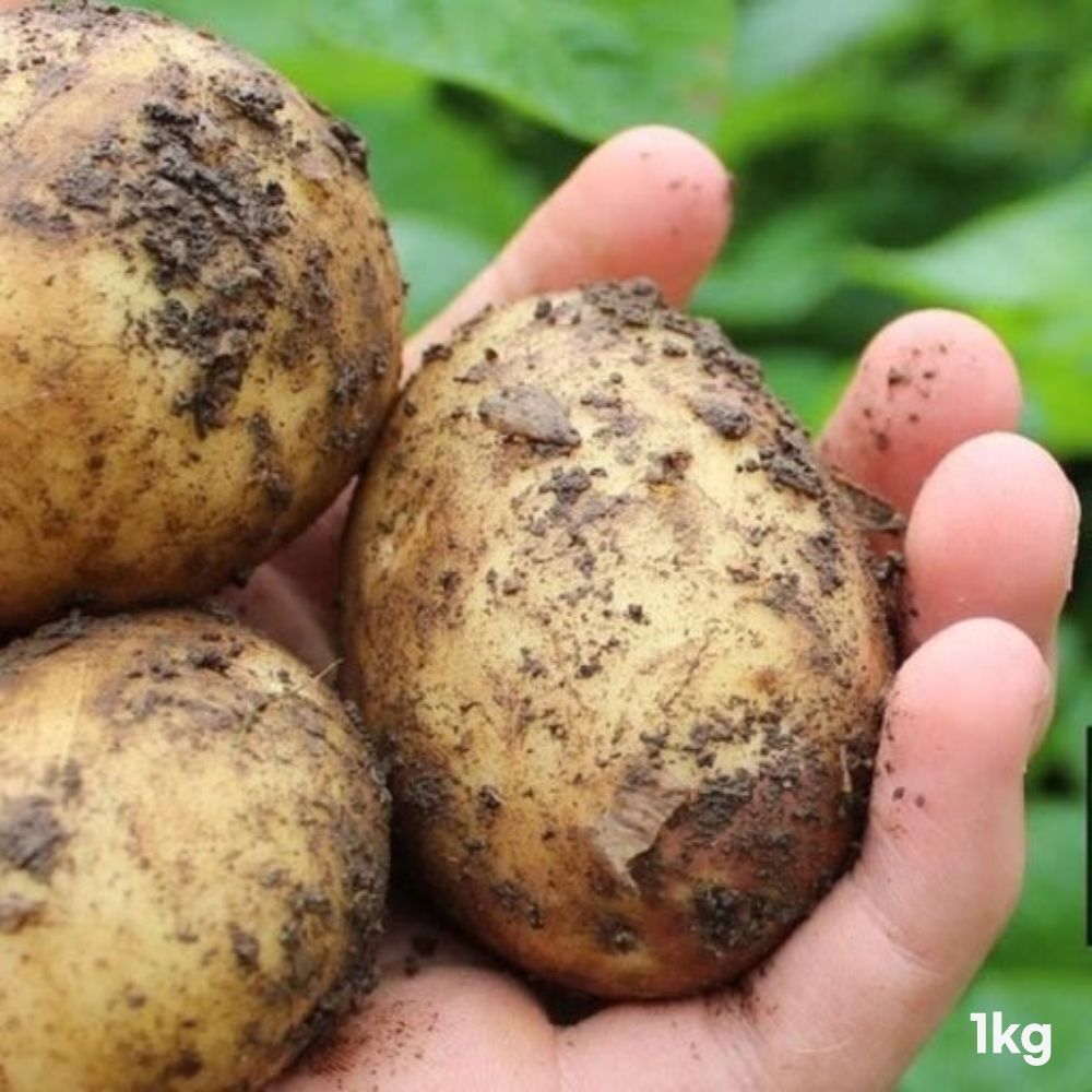 1776417874 thumbnail