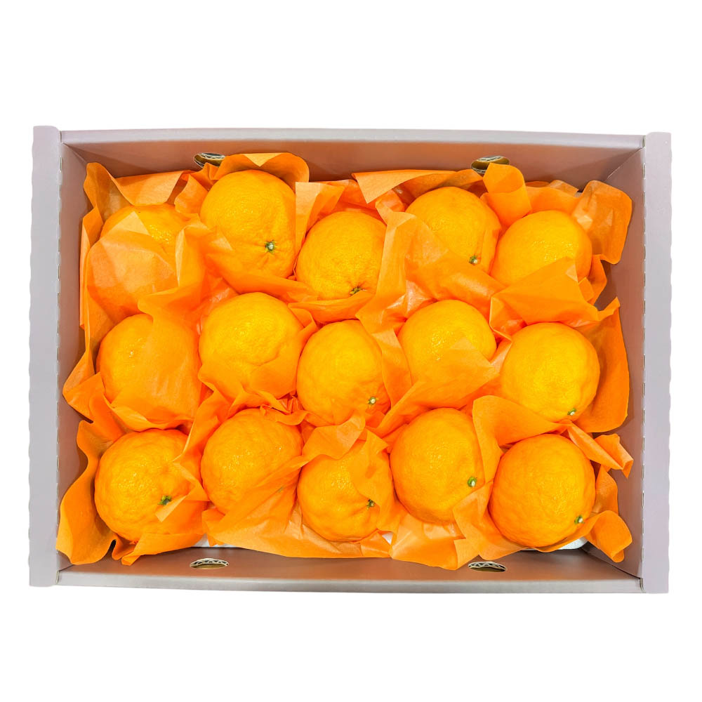 1777260062 thumbnail