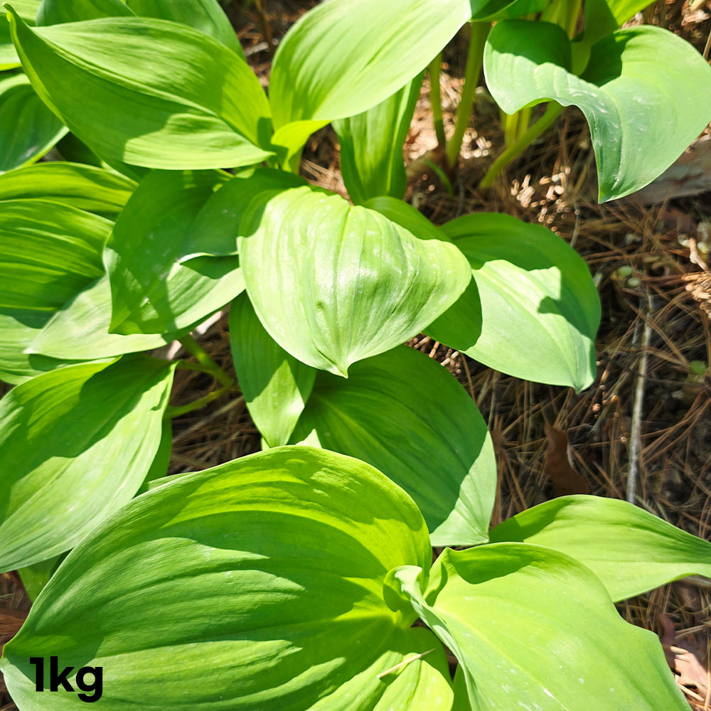 1777268919 thumbnail