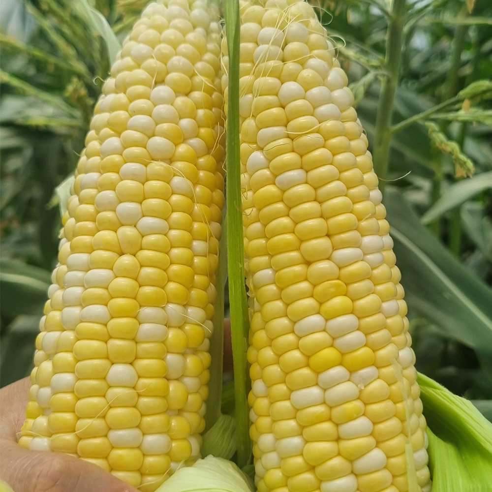 1780379404 thumbnail